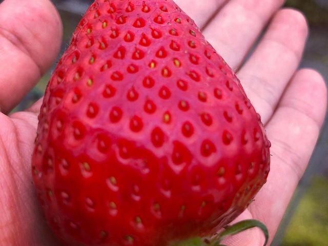 手のひらサイズのとっても綺麗ないちご。
もちろん美味しかったです☆_さんいんファーム