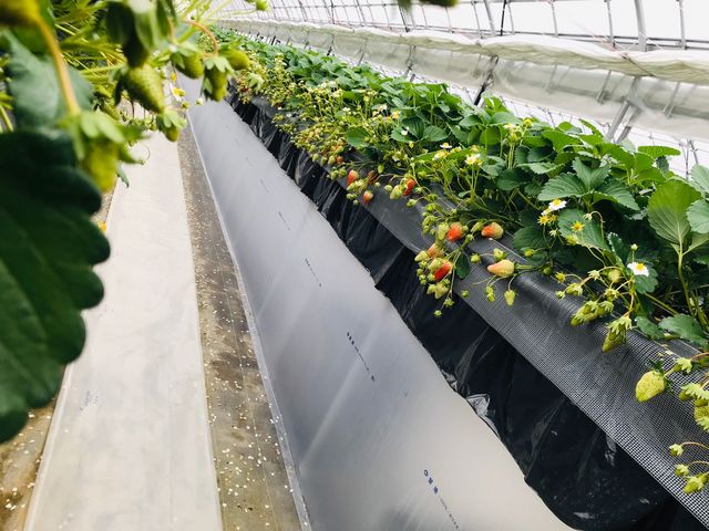 美味しかったです。_strawberry farm ふじもと