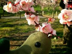 偕楽園の梅の写真1