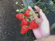 はなちゃんさんのストロベリーファーム石田の投稿写真1
