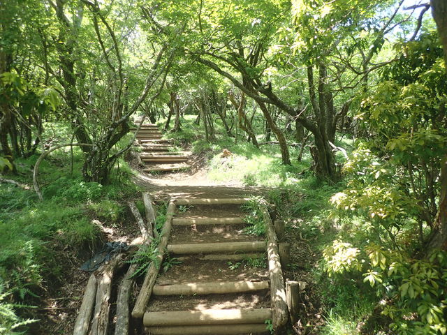 大山の原生林