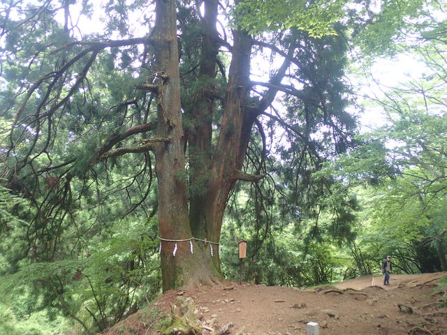 大山の原生林