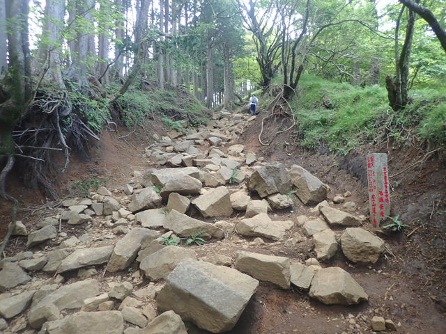 大山の原生林