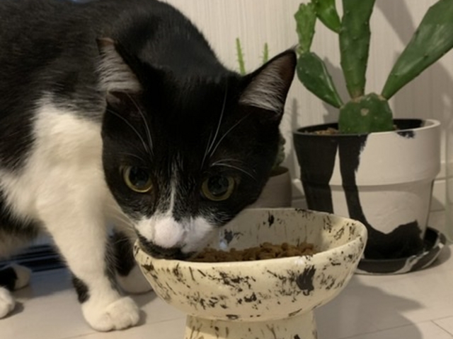 猫用のゴハン皿を作りました!_クレイワークス アトリエ