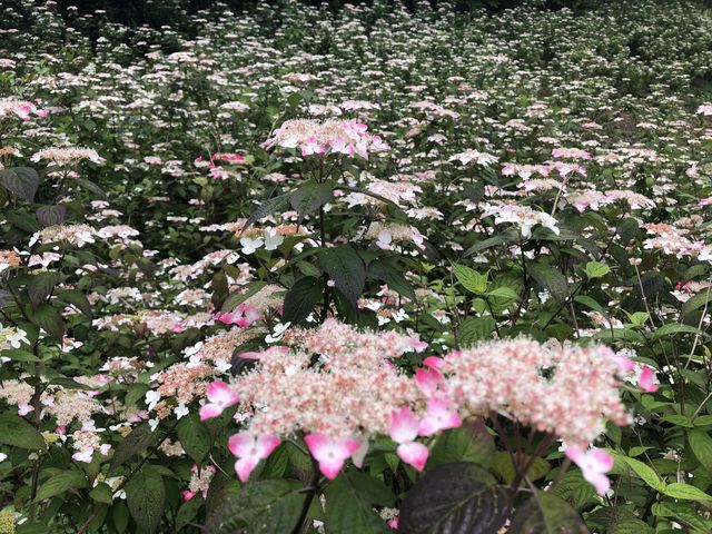 amanitaさんの天神原植物園の投稿写真1