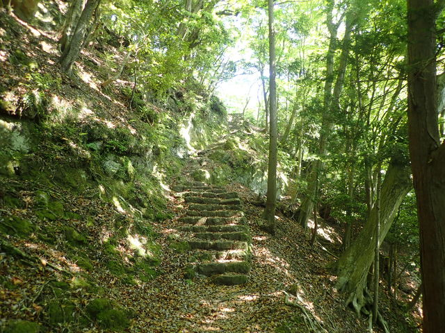 大山の原生林