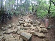 マイBOOさんの大山の原生林の投稿写真1