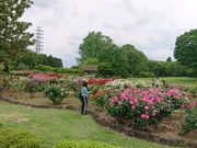 夢邪鬼さんの茨城県植物園の投稿写真1