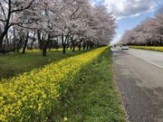 なべきちさんの八郎潟干拓地の投稿写真1