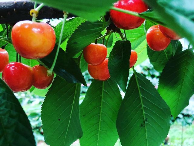 さくらんぼ_岩原果樹園