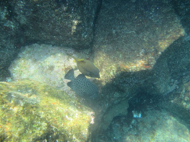 魚A_ダイブショップ宝島
