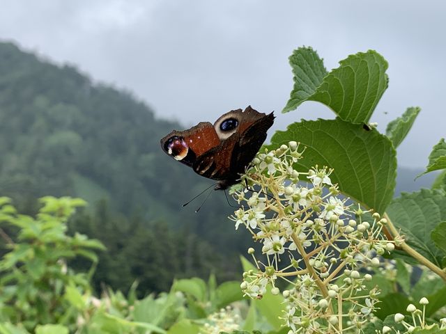 hijikigokeさんの志賀山の投稿写真3