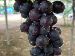 シーナさんの初清園への投稿写真1