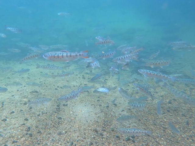 釣り堀のヤマメ_渓流茶園