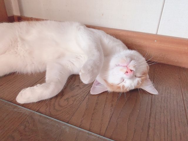 トラちゃん♪_陶芸体験 よいちの館