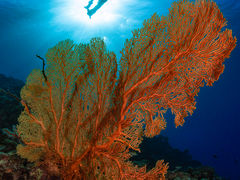 ゆりさんの沖縄フレアダイブへの投稿写真1