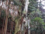 こぼらさんの福王神社の投稿写真5