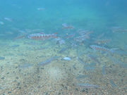 ファイアーハントさんの渓流茶園の投稿写真8