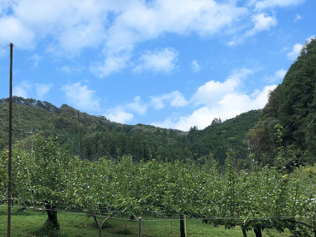 梨畑の風景_土本観光果樹園
