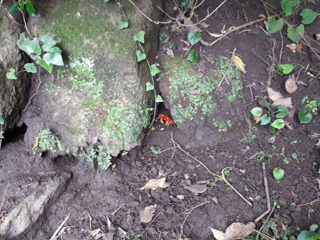 カニがいっぱいいます_室岩洞
