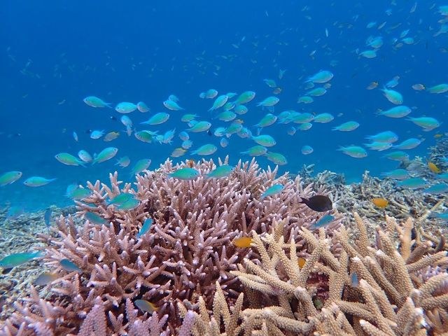 いっぱいのお魚たち〜_伊良部島ツアー マカナ