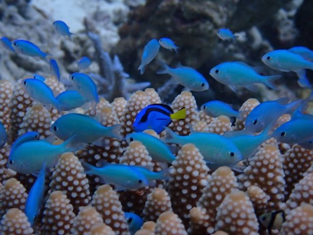 デバスズメ達の中に ドリー_伊良部島ツアー マカナ