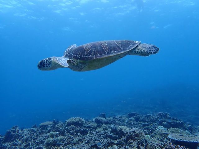 飛行機のように泳ぐ青海カメ君_伊良部島ツアー マカナ