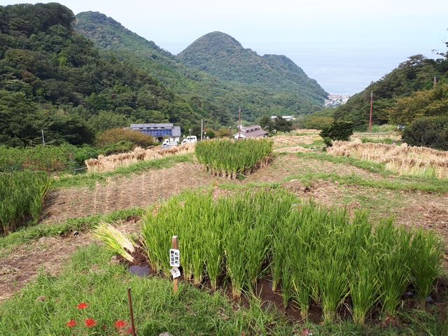 石部の棚田_石部の棚田 展望台