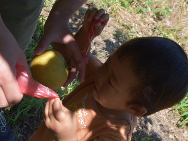 おいしい梨でした!_アルベロ.山木農園
