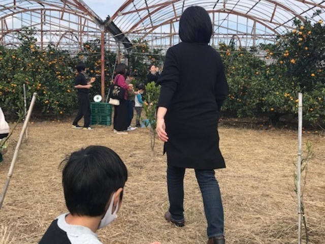 みかん園は広いです。_八木みかん園