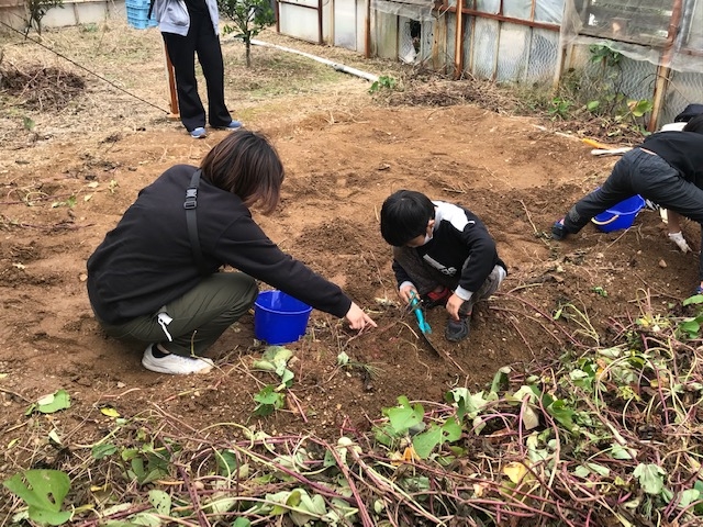 芋掘りも楽しめます。_八木みかん園
