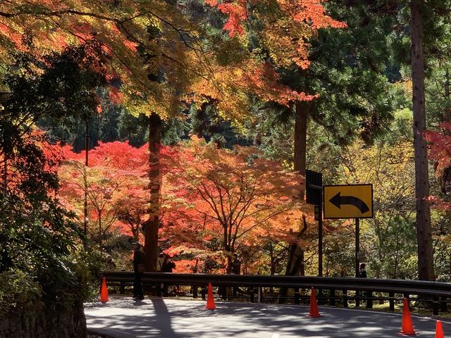 とてもきれいに紅葉していて感動しました。_奥津渓