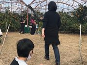 スーちゃんさんの八木みかん園の投稿写真1
