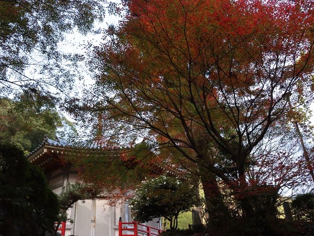 紅葉_西山興隆寺