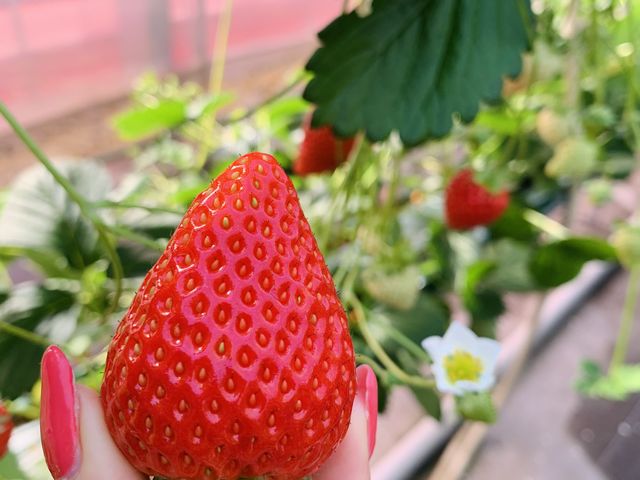 ヨツボシ〜♪ 甘酸っぱくて美味しかったです♪_ストロベリーガーデン おぎしま