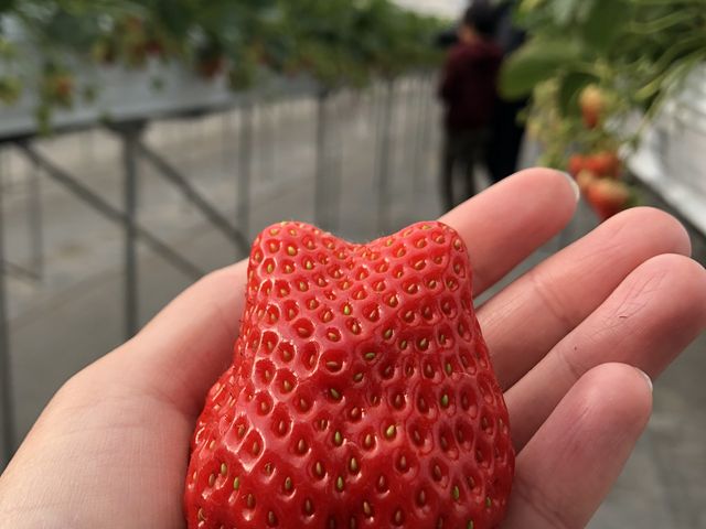 大きくて美味しい!_ちりあファーム