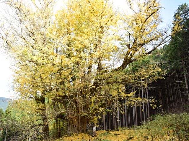 大迫力_常瀧寺の大イチョウ