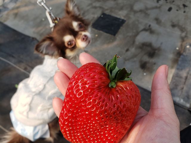 大粒でめちゃ甘い_中島フィールズ