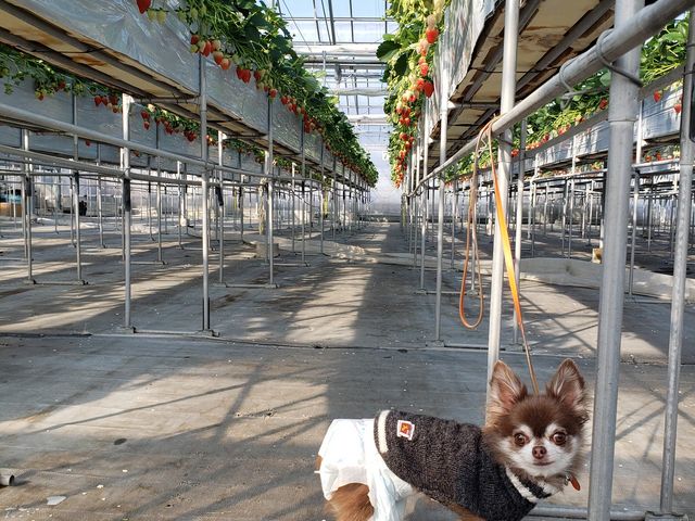 ワンコ達もたくさんイチゴ食べました_中島フィールズ