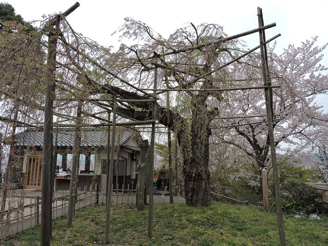 枝垂桜_千手院