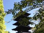 雪乃さんの東寺(教王護国寺)の投稿写真1