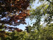 雪乃さんの東寺(教王護国寺)の投稿写真2