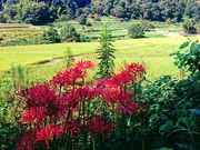 たれれったさんの明日香村の彼岸花の投稿写真1