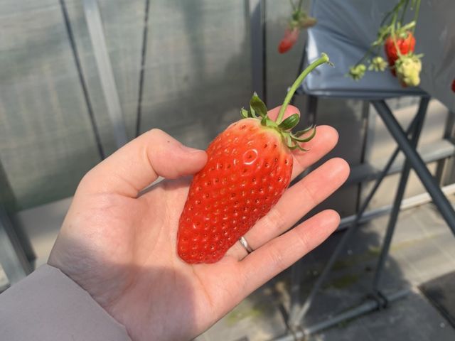 大きいので持ち方がよく分からなかった(笑)_おざきいちご園