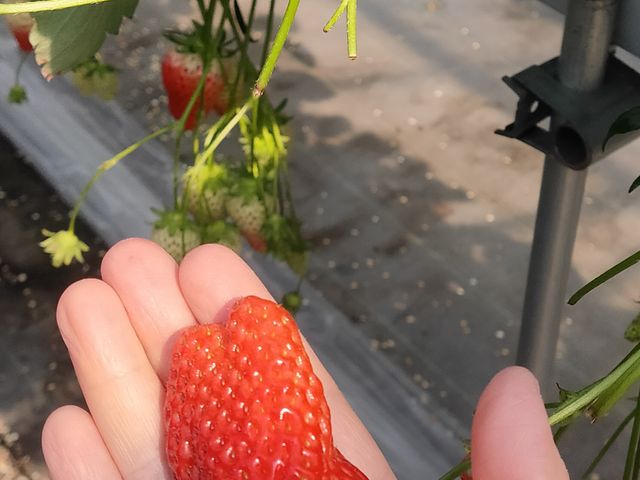 こんな巨大なイチゴがたくさんありました!_大家農園