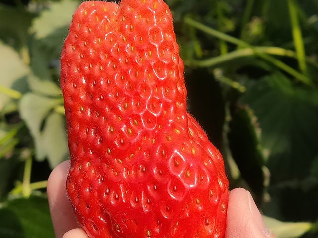 ヘタのあたりまでしっかり赤くなってるイチゴです!_大家農園