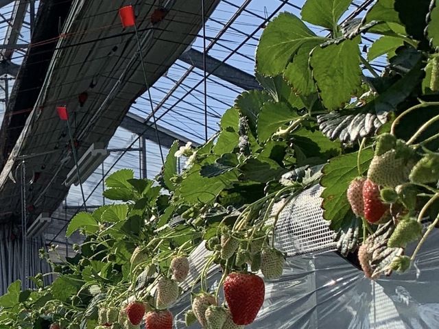 白い苺ばかりでした_Angelina berrys farm