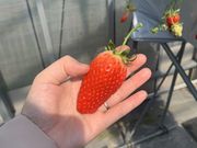 あけさんのおざきいちご園の投稿写真1