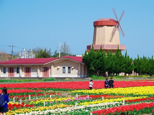 nobo 23pさんの伯太のチューリップの投稿写真2