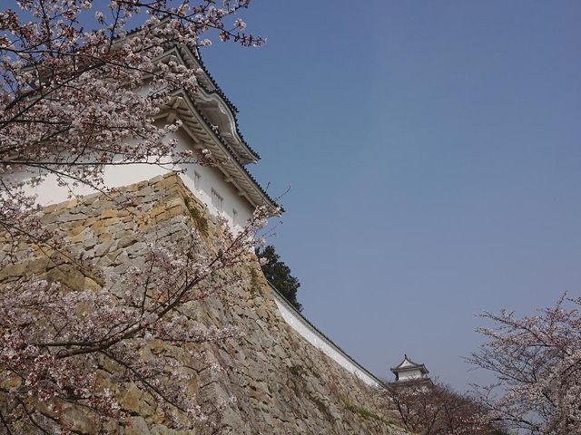 兵庫県立明石公園の桜